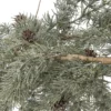 Bloomingville Cedar Künstlicher Adventskranz zum Aufhängen