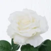 Boltze Stielkunstblume Rose