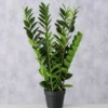 Boltze Topfpflanze Zamioculcas