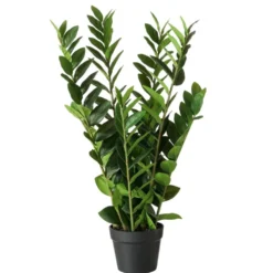 Boltze Topfpflanze Zamioculcas