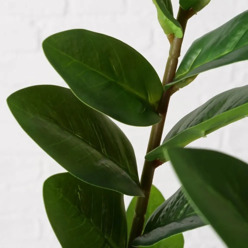 Boltze Topfpflanze Zamioculcas