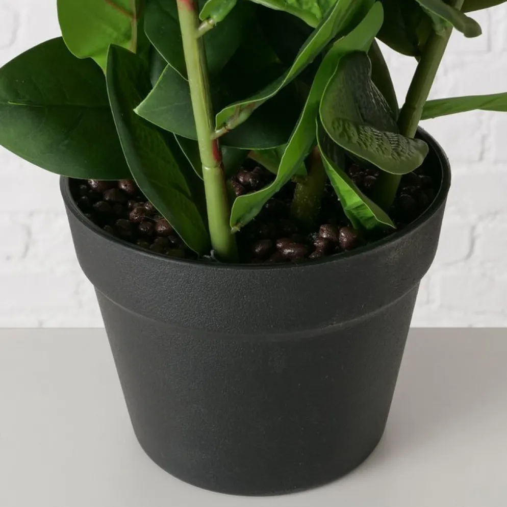 Boltze Topfpflanze Zamioculcas