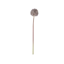 Chic Antique Fleur Allium