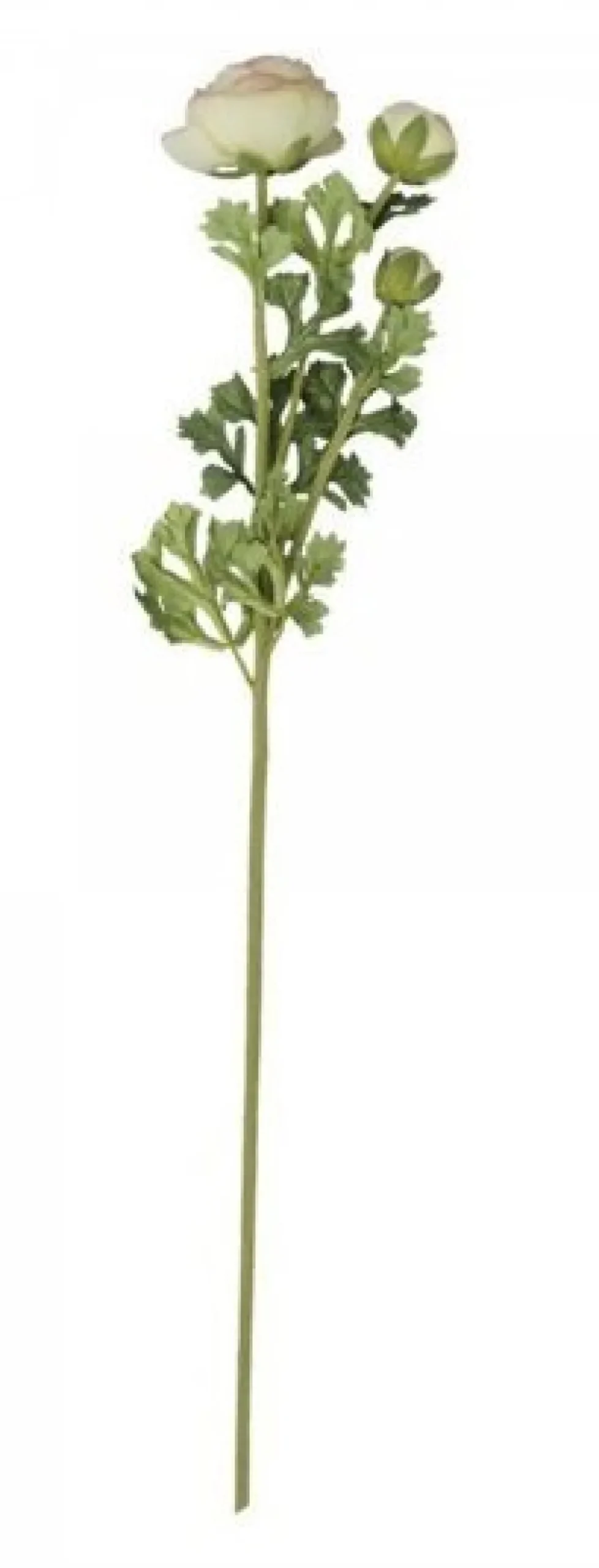 Chic Antique Fleur Butterblume melone