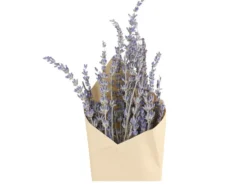 Chic Antique Fleur getrocknete Lavendel Blumen