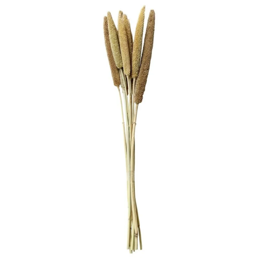 Chic Antique Fleur getrocknete Perlhirse