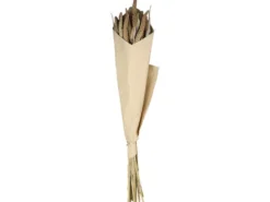 Chic Antique Fleur getrocknete Seterea Blumen