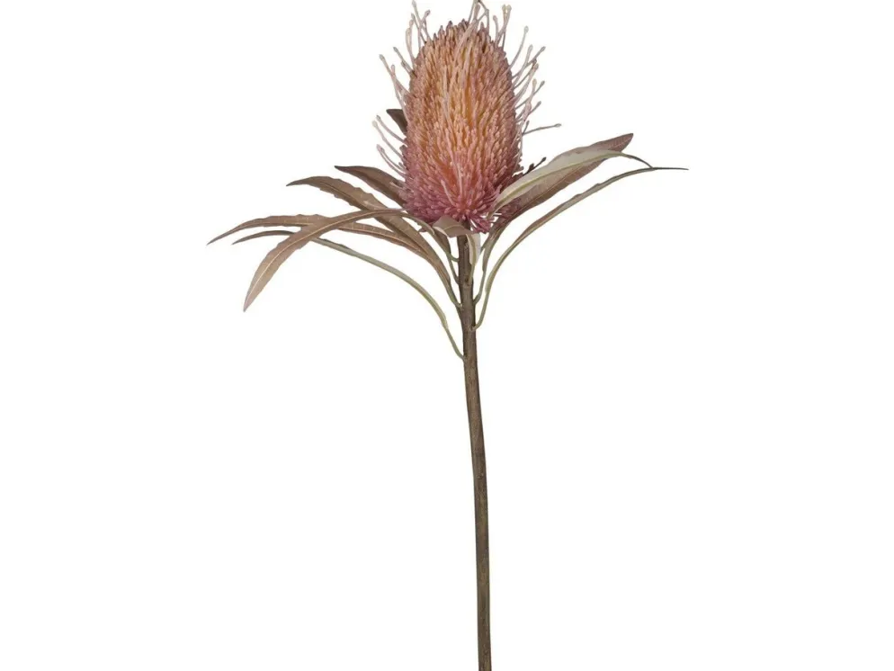 Chic Antique Fleur Protea Blume