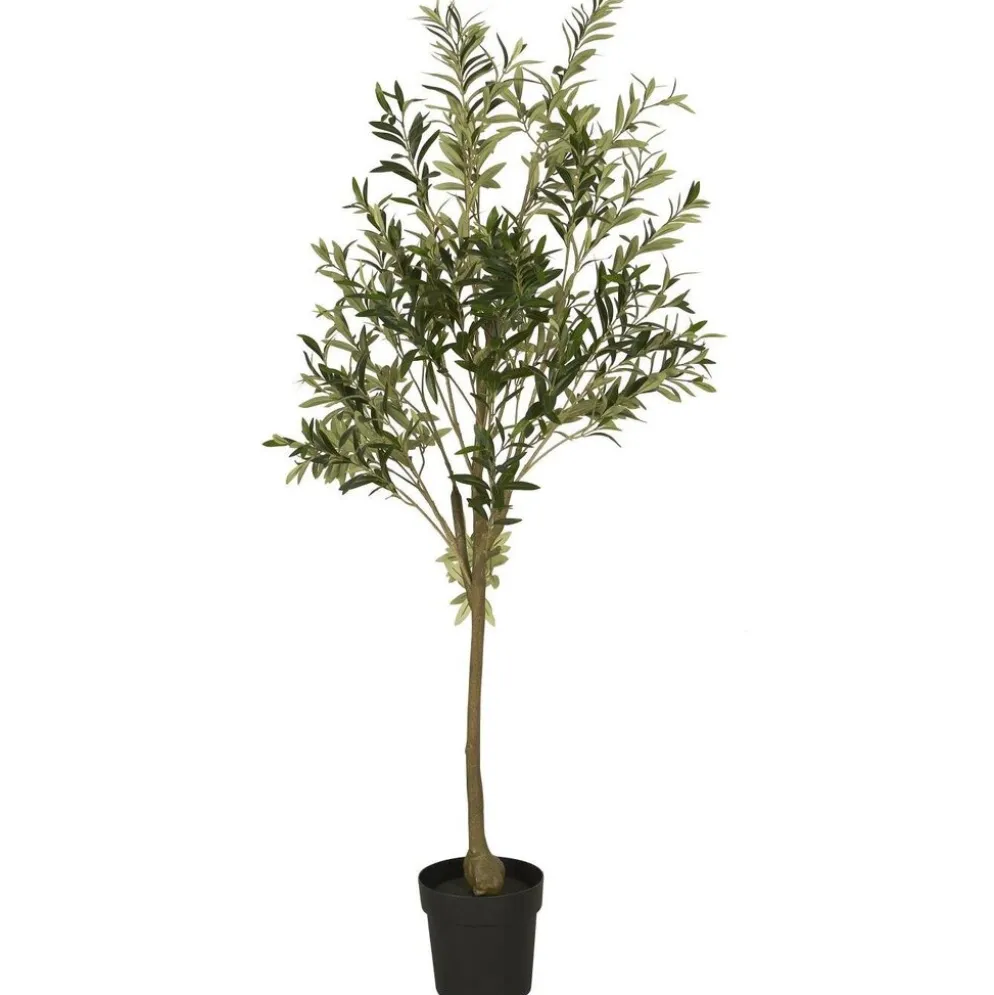 IB Laursen Olivenbaum in Topf