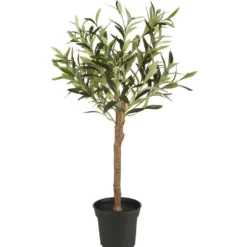 IB Laursen Olivenbaum in Topf