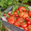 IB Laursen Urban Garden Tablett-Set 2er | Skandinavische Deko