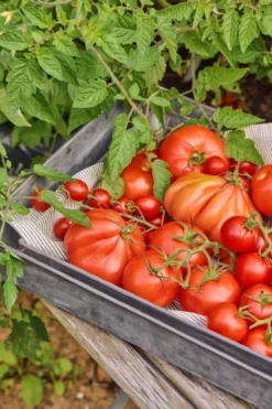 IB Laursen Urban Garden Tablett-Set 2er | Skandinavische Deko